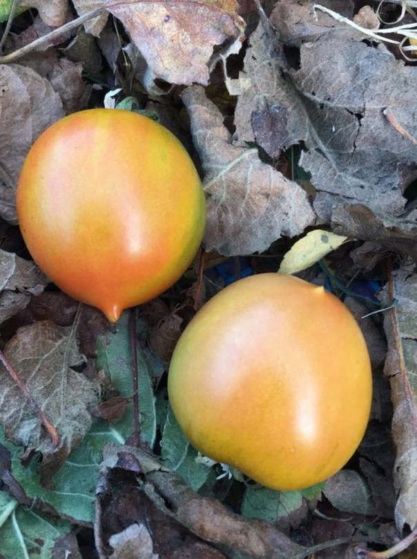Tomate Okaiji, Lycopersicum esculentum, paradicsom